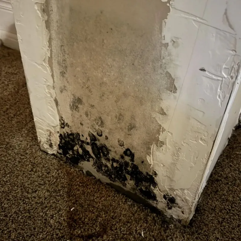 Professional Mold Removal in La Huerta, NM